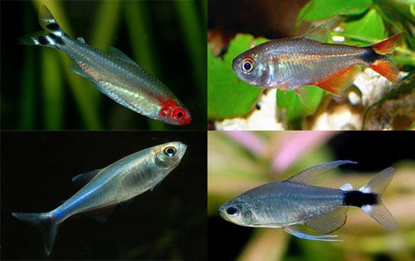 Тетра аквариумная рыбка виды и фото с названиями