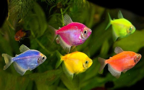 Тернеция аквариумная фото самца и самки