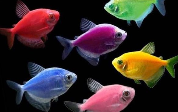 как узнать пол тернеции. Ternetsiya Glofish. как узнать пол тернеции фото. как узнать пол тернеции-Ternetsiya Glofish. картинка как узнать пол тернеции. картинка Ternetsiya Glofish.